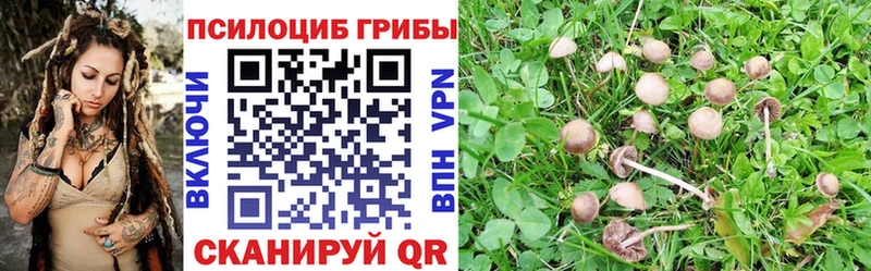 нарко площадка клад  где продают наркотики  Красноармейск  Псилоцибиновые грибы Psilocybine cubensis 